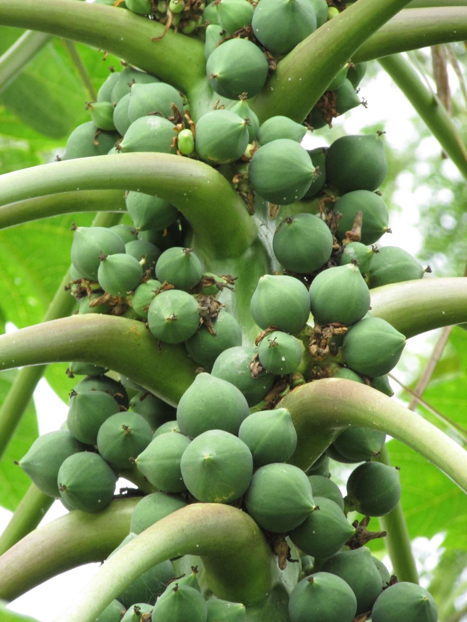 Image of papaya