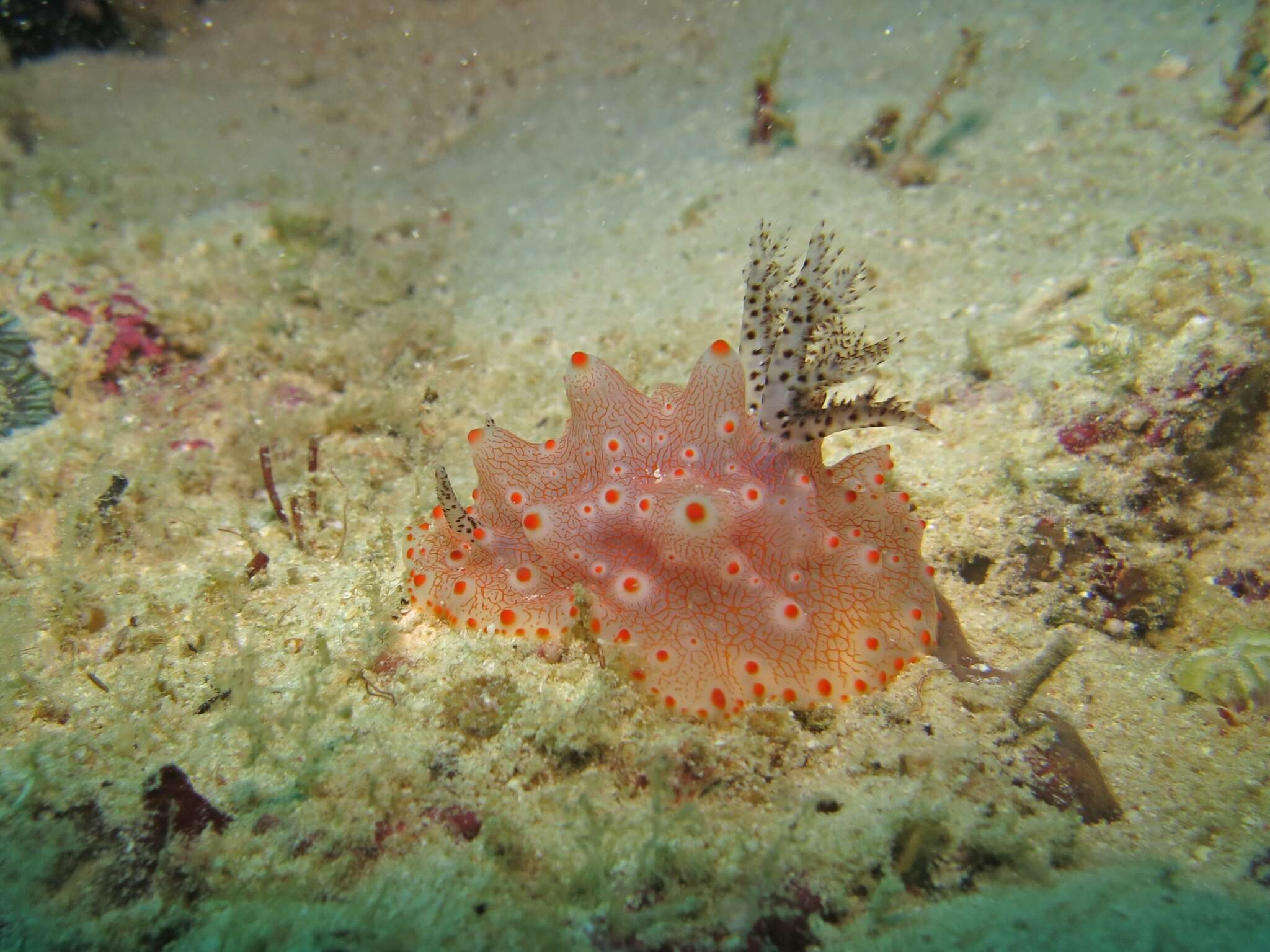 Image of Orange spot white lumpy slug