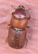 Image of Red Turpentine Beetle