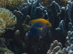 Image of Ocellate damselfish