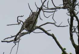 Image of American Grey Flycatcher