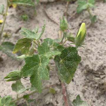 Image of Hibiscus schinzii Gürke ex Schinz