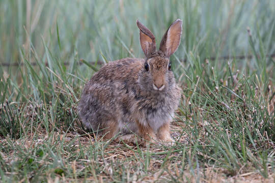 Image of Mountain Cottontail