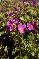 Слика од Primula suffrutescens A. Gray