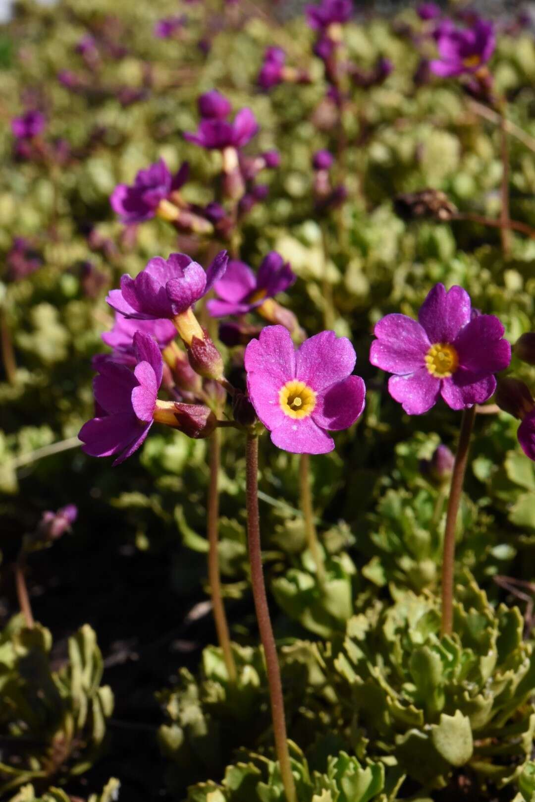 Plancia ëd Primula suffrutescens A. Gray