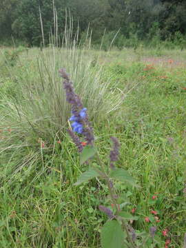 Image of Salvia polystachia Cav.