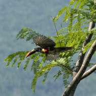 Image of Fiery-billed Aracari