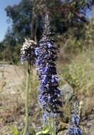 Image de Salvia stachyoides Kunth