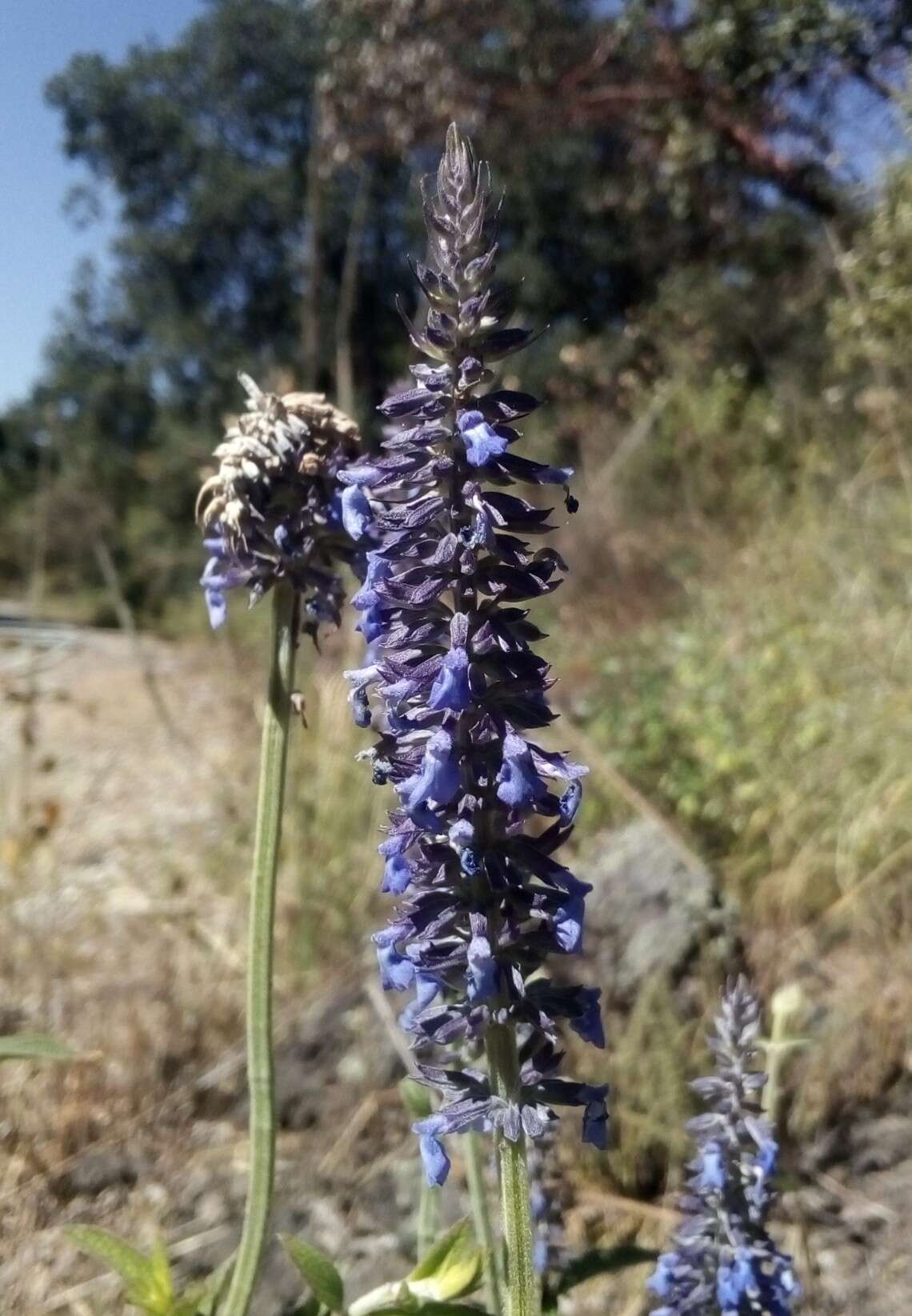 Image de Salvia stachyoides Kunth