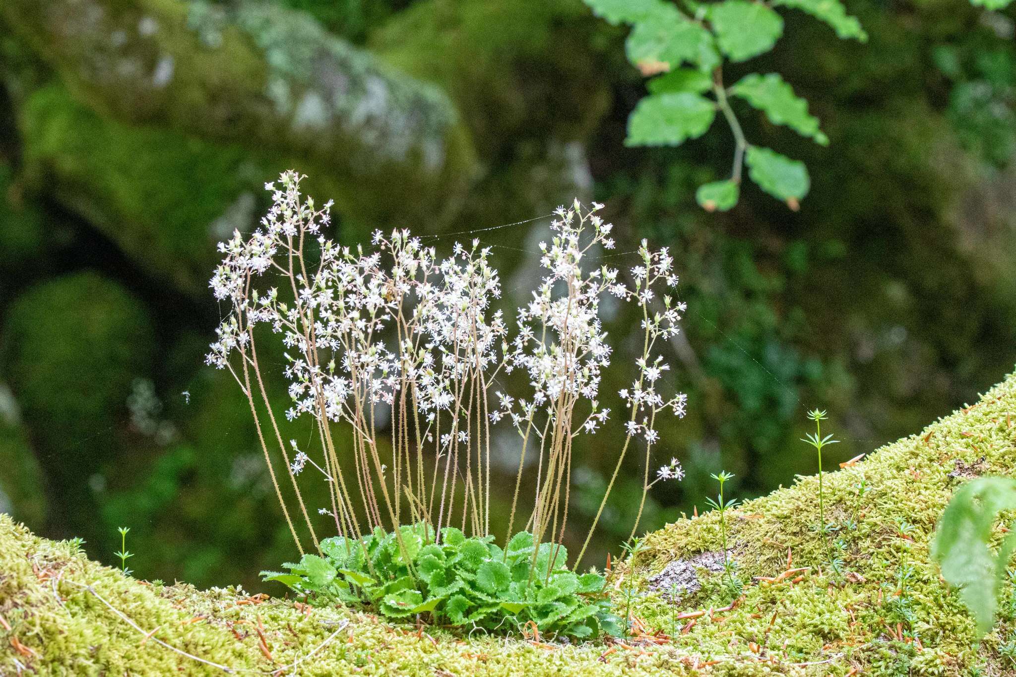 Sivun Saxifraga hirsuta L. kuva