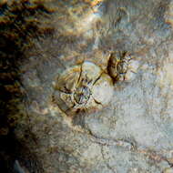 Sivun Chthamalus stellatus (Poli 1791) kuva