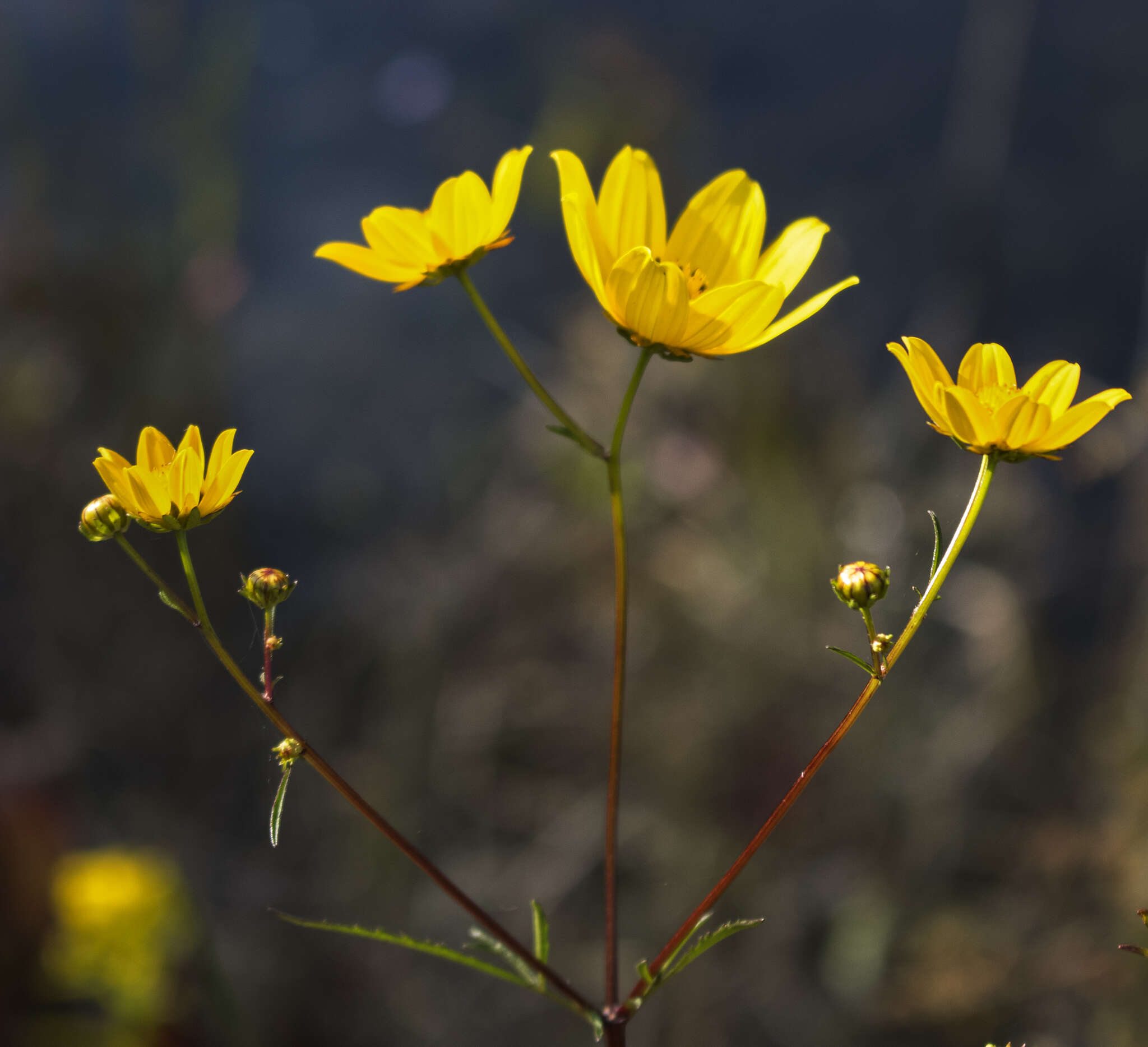 Image of Crowned Beggarticks