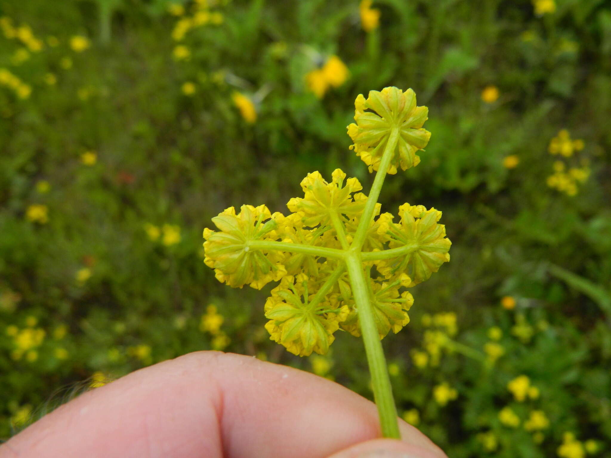 Plancia ëd Lomatium cous (S. Wats.) Coult. & Rose