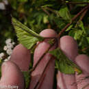 Image of Ageratina sternbergiana (DC.) R. King & H. Rob.