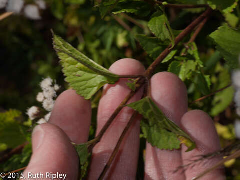 Image de Ageratina sternbergiana (DC.) R. King & H. Rob.