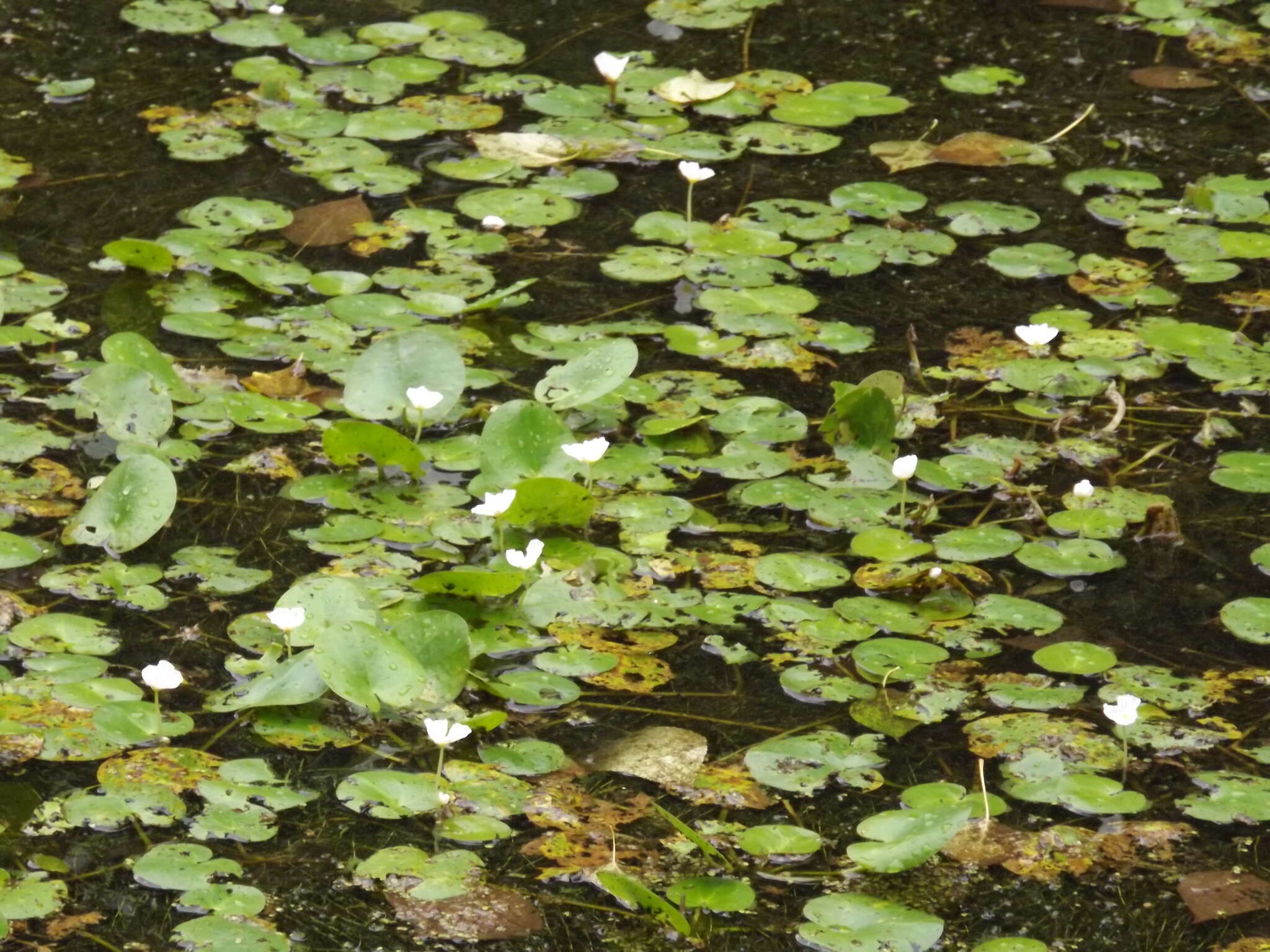 Image of Hydrocharis dubia (Blume) Backer