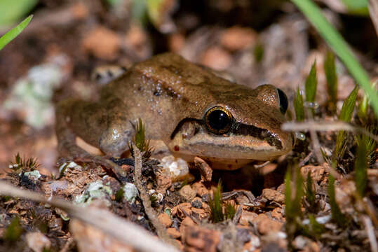 Image of Leptodactylus notoaktites Heyer 1978