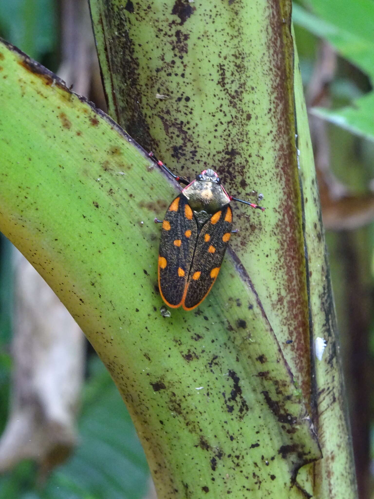 Image of Mahanarva (Mahanarva) costaricensis (Distant 1879)