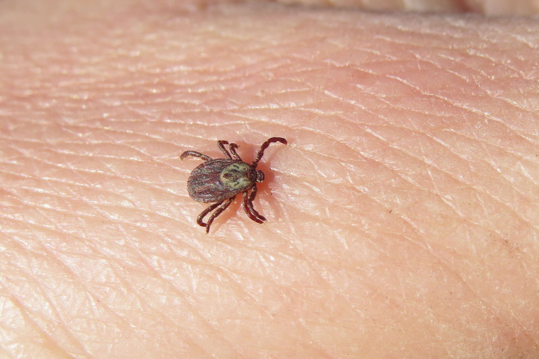 Image of Marsh tick