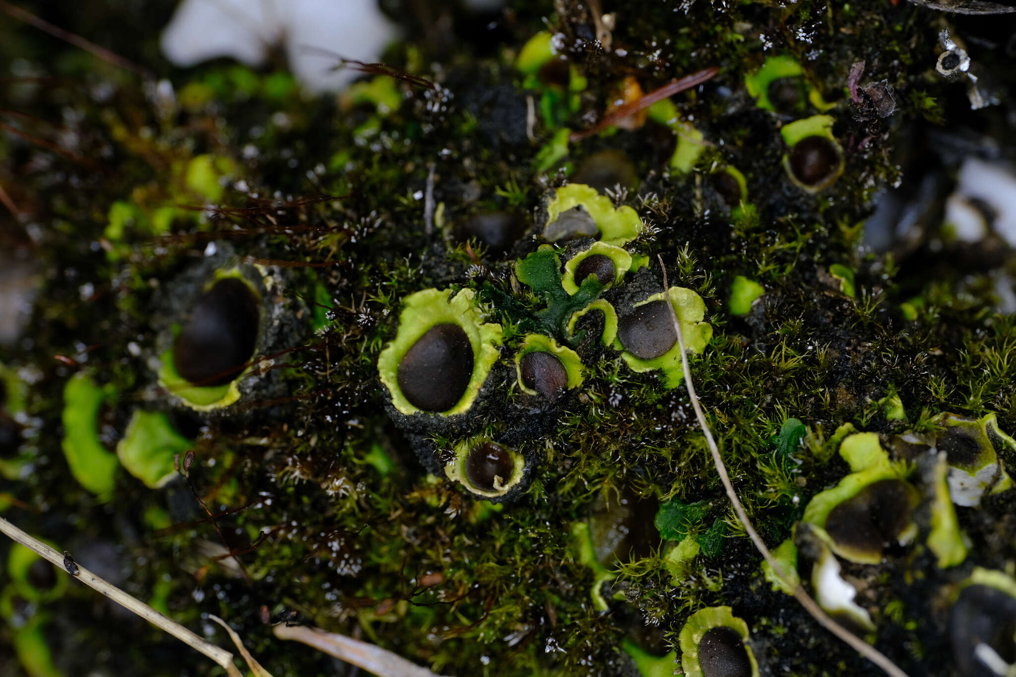 Image of chocolate chip lichen