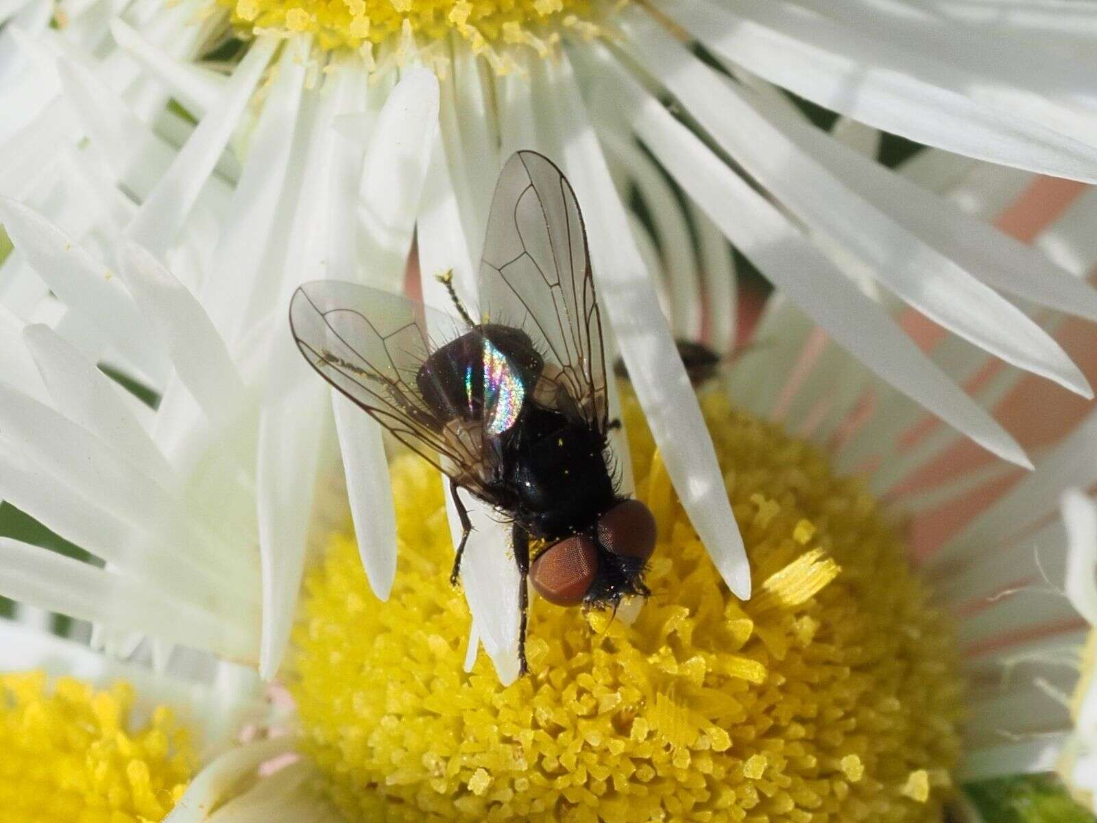 Image of Phasia barbifrons (Girschner 1887)