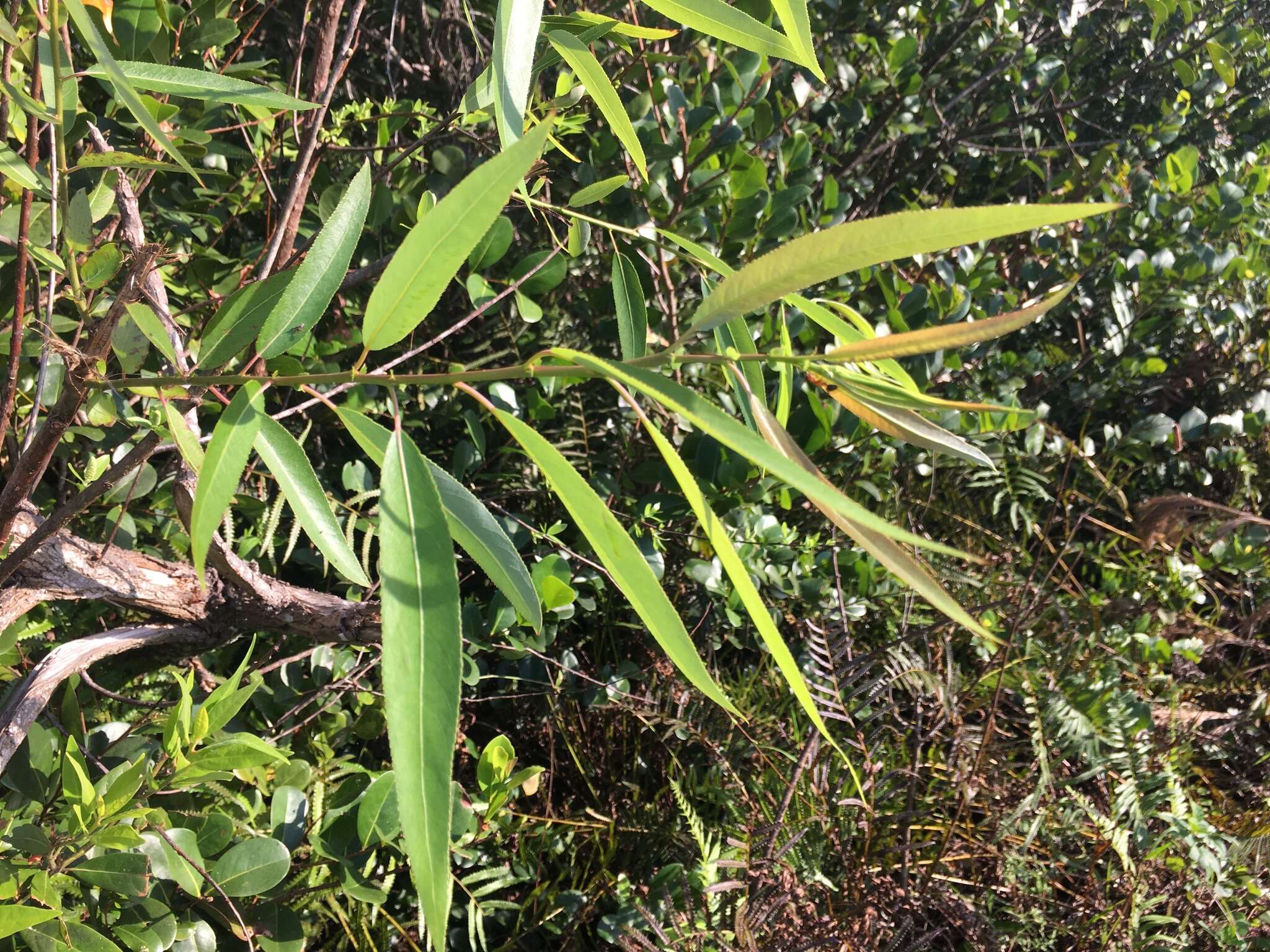 Image of coastal plain willow