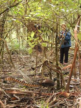 Image of lyrebirds