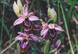 Image of Ophrys flavicans Vis.