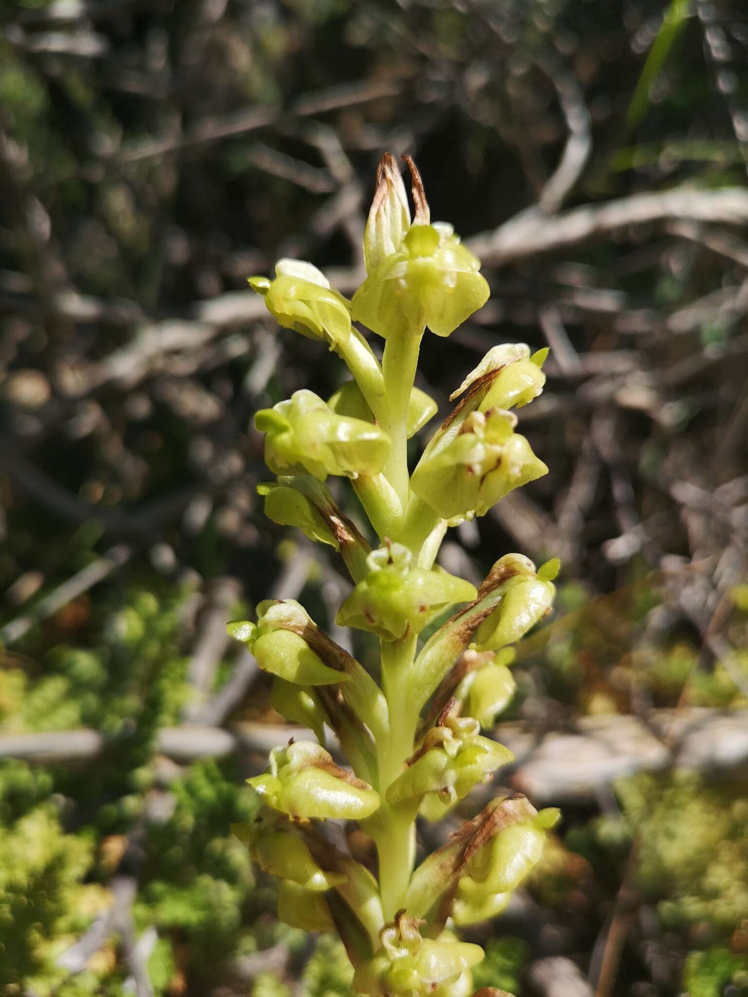 Plancia ëd Pterygodium inversum (Thunb.) Sw.