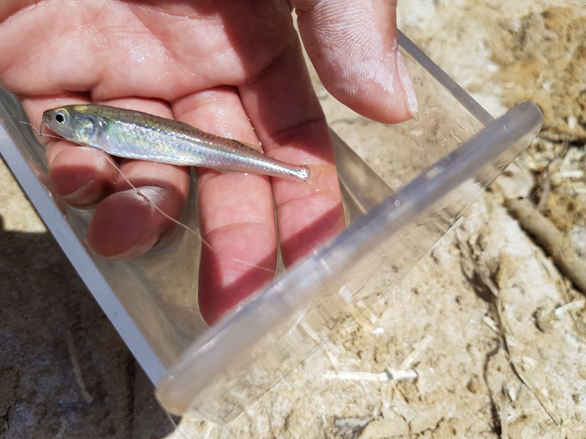 Image of Endora&#39;s hardyhead