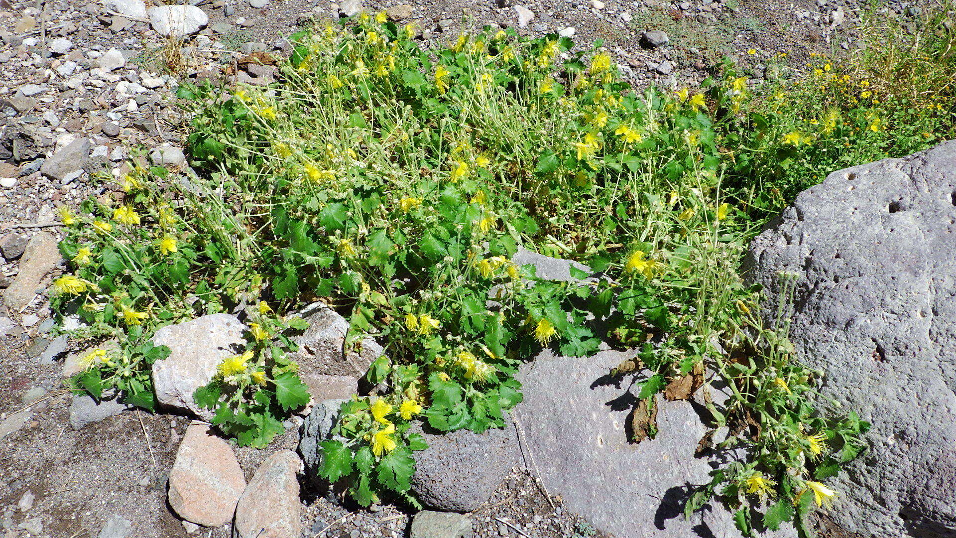 Image of yellow stingbush