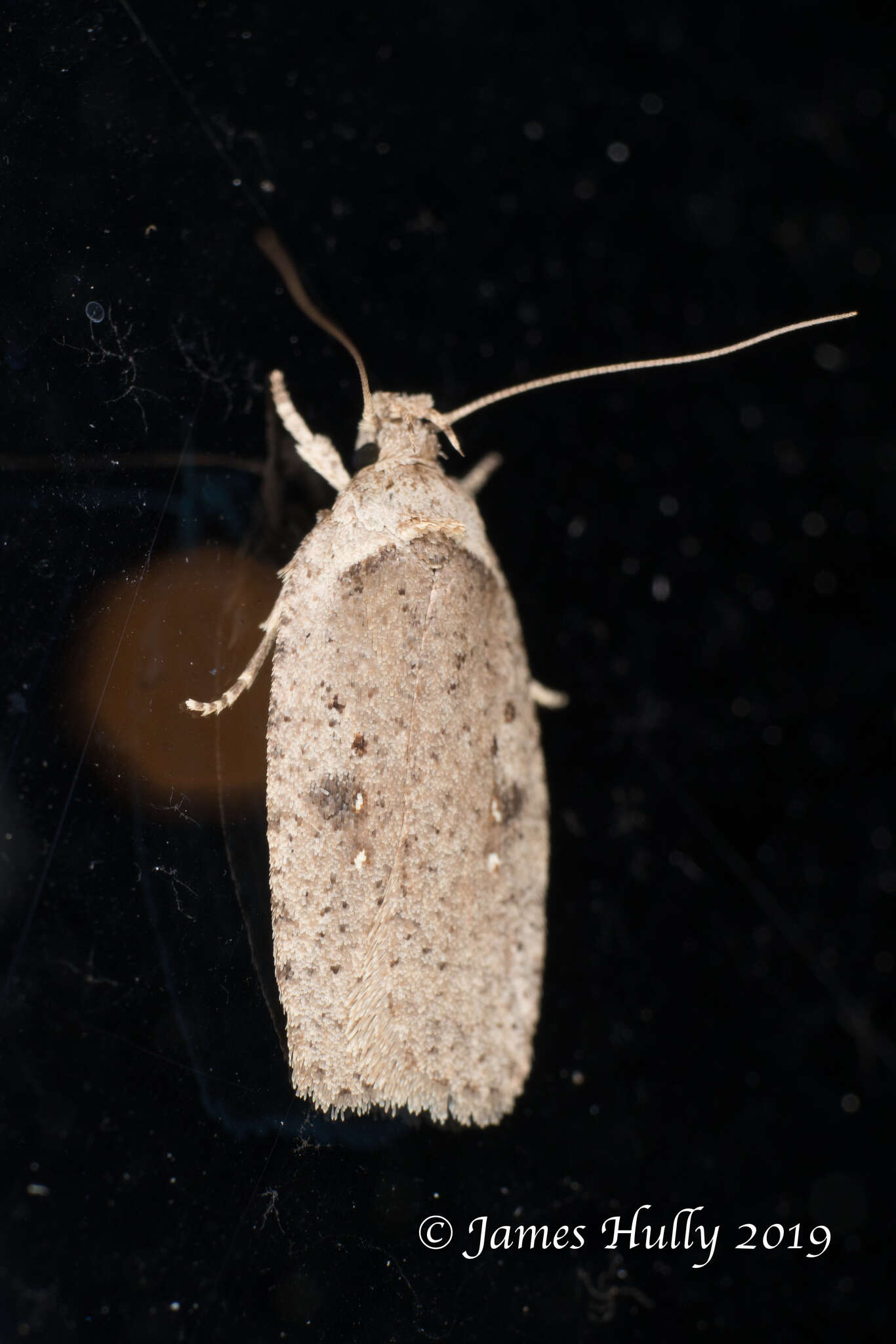 Image of Agonopterix canadensis Busck 1902