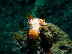 صورة Hypselodoris iacula Gosliner & R. F. Johnson 1999