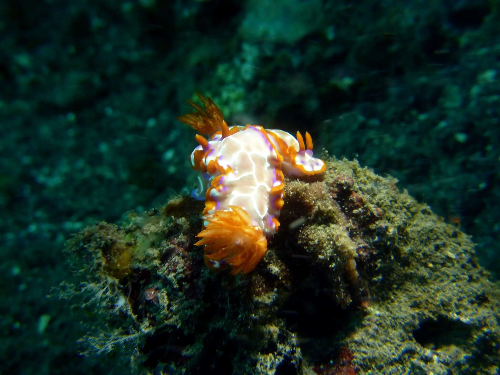 صورة Hypselodoris iacula Gosliner & R. F. Johnson 1999