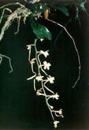 Image of Aerangis mystacidii (Rchb. fil.) Schltr.