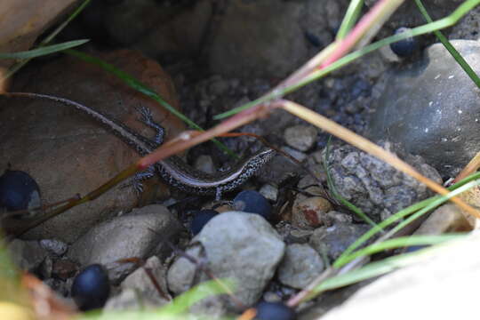 Image of Shore skink