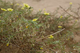 Слика од Tribulus macropterus var. arabicus (Hosni) F. Al-Hemaid & Jacob Thomas