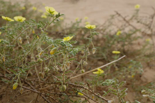 Слика од Tribulus macropterus Boiss.