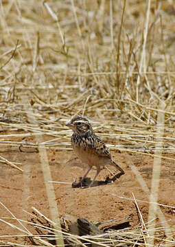 Image of White-tailed Bush Lark