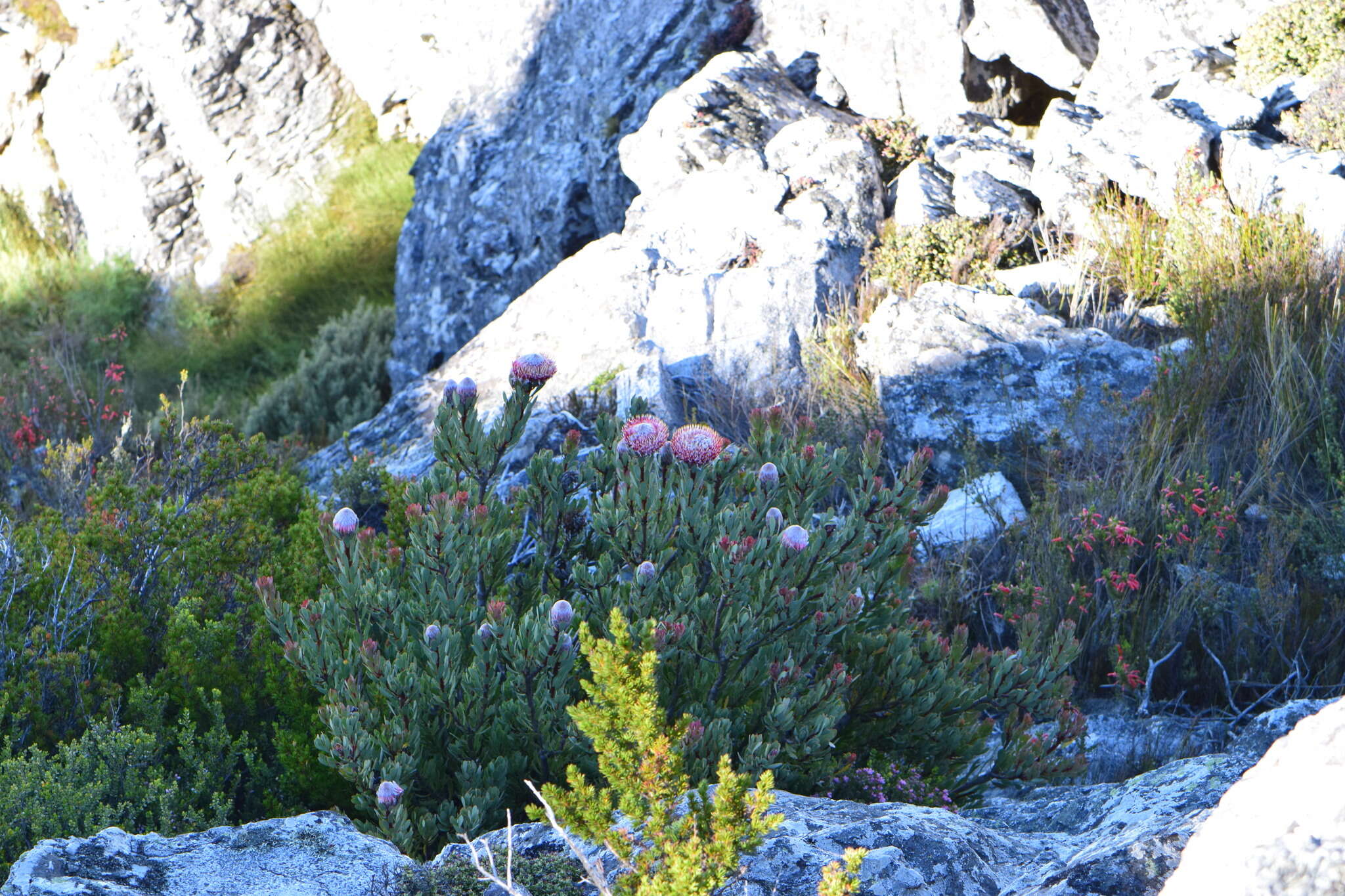 Image of Protea rupicola Mund ex Meissn.