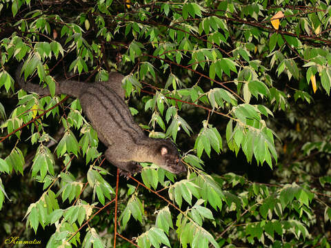 Image of small-toothed palm civet