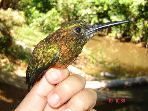 Image of Bluish-fronted Jacamar