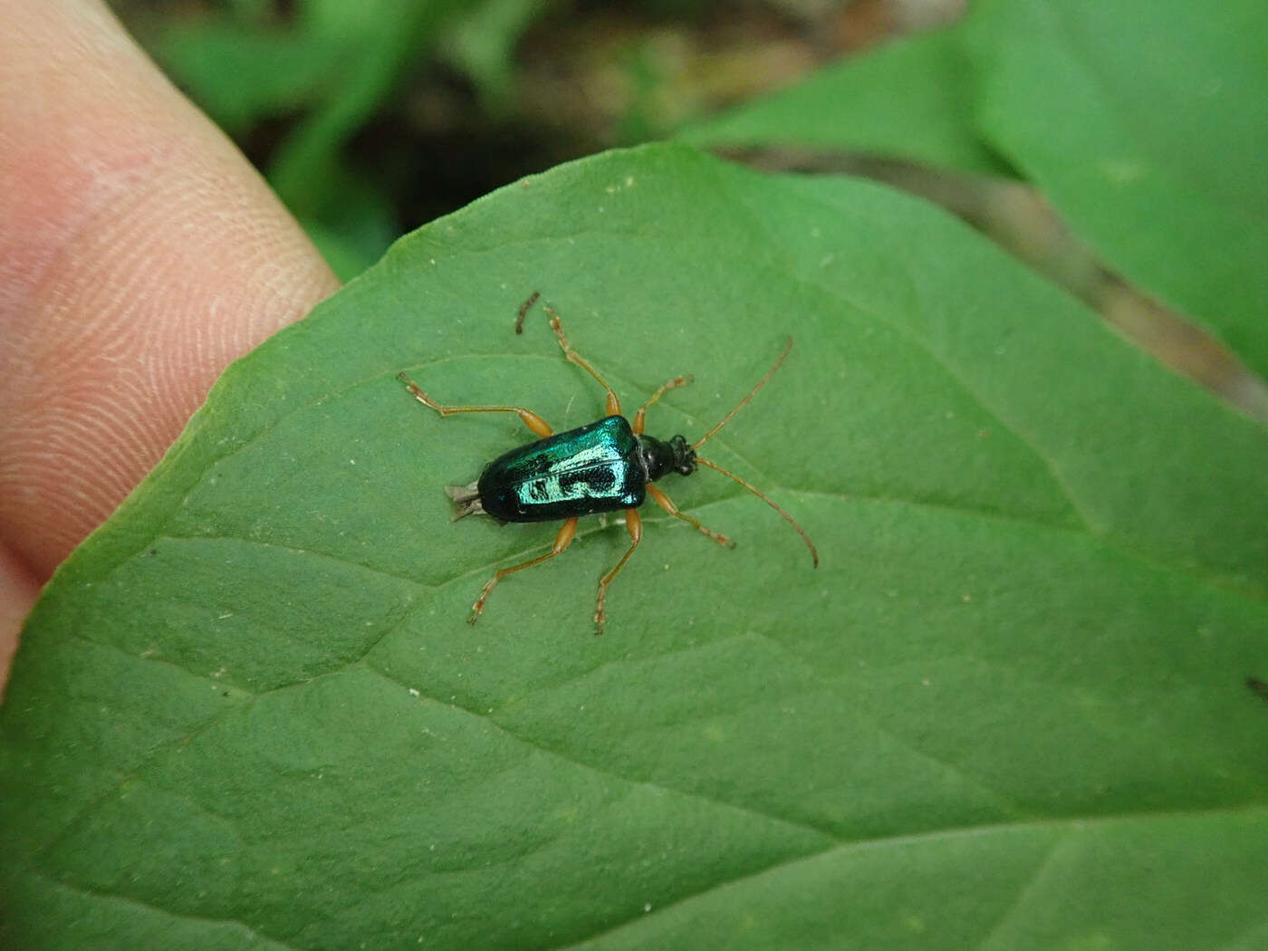 صورة Gaurotes cyanipennis (Say 1824)