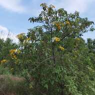 Image of Dendroviguiera quinqueradiata (Cav.) E. E. Schill. & Panero