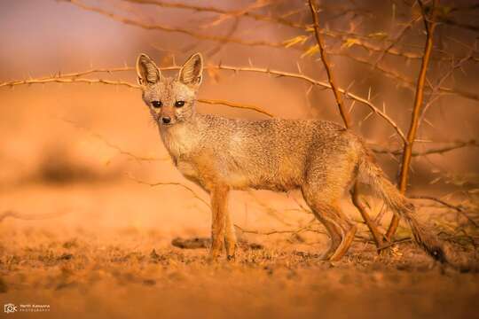 Image of Bengal Fox