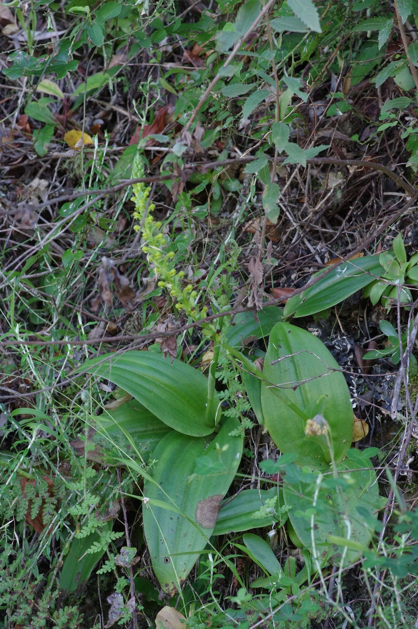 Image de Satyrium parviflorum Sw.