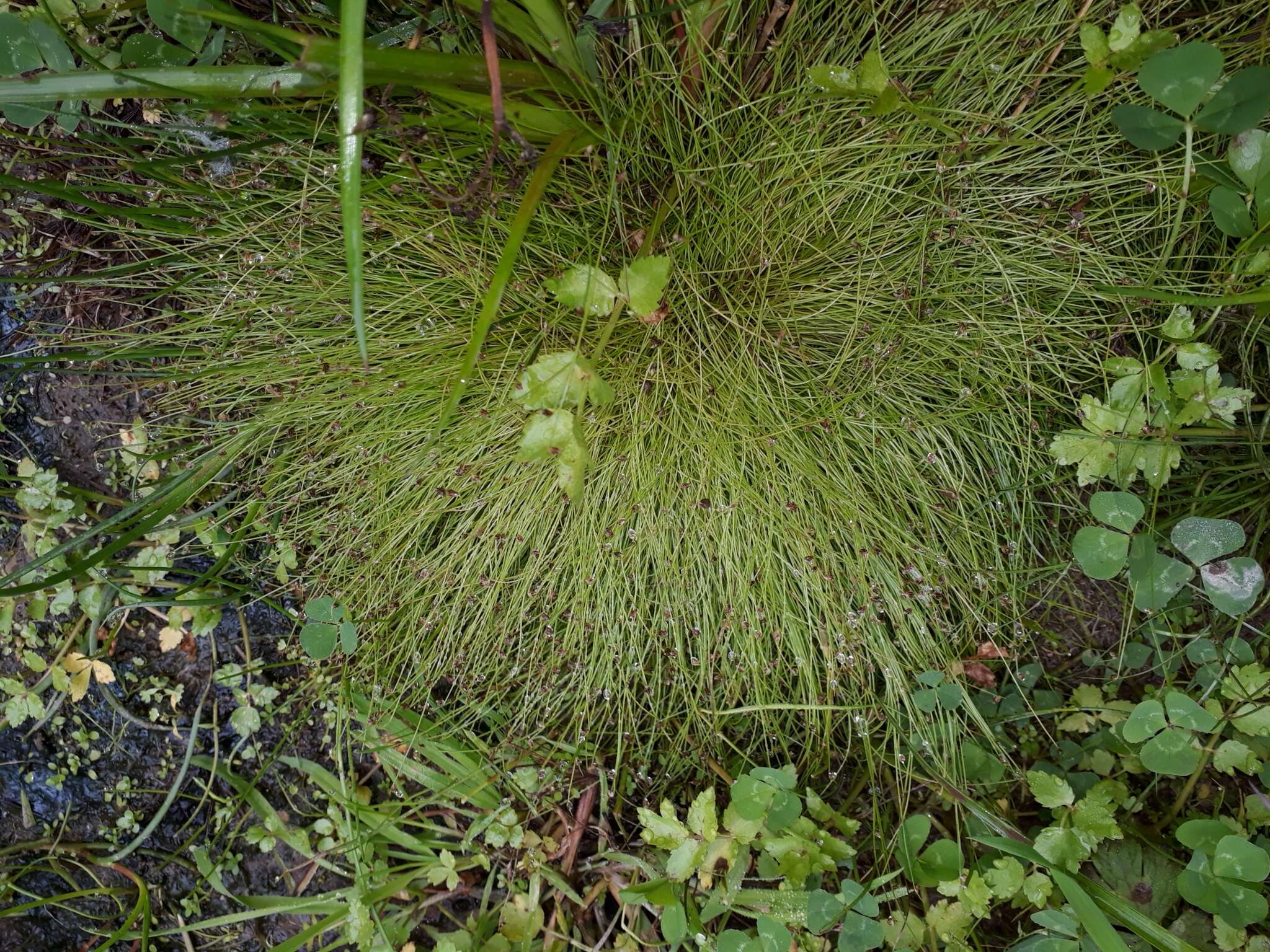 Image of Isolepis sepulcralis Steud.