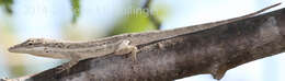 Image of Cuban Twig Anole