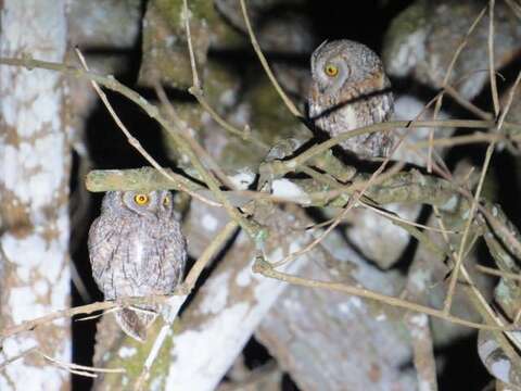 Image of African Scops Owl