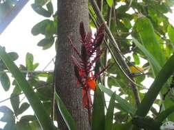 Image of Aechmea tillandsioides (Mart. ex Schult. & Schult. fil.) Baker